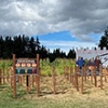 Pumpkin patches and corn mazes